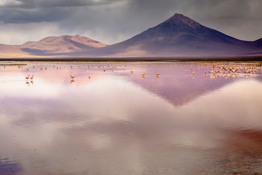 Laguna colorada, Red lake, with Andean Flamingos and Idyllic Altiplano Atacama Desert, Volcanic landscape, Potosi, Bolivian Andes, Bolivia