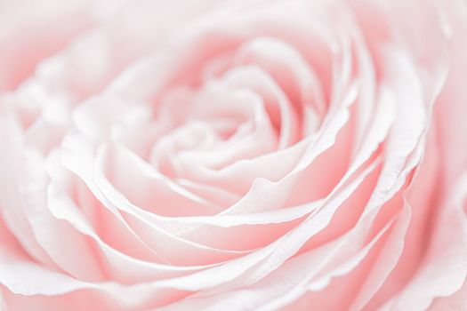 Abstract floral background, pink pale rose flower petals, soft focus. Macro flowers backdrop for holiday brand design