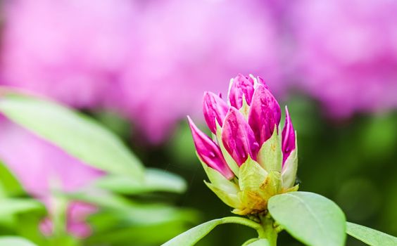 Pink Rhododendron flower bud. Floral background. Botanical concept. Macro flowers backdrop for holiday brand design