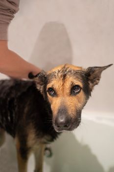 Dog dont like taking a bath. Looking up with ears down.