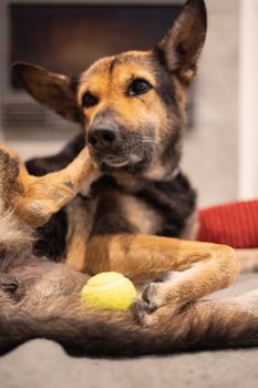 A dog's scratching her face in her bed Selective Focus Point.