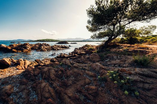Rocky beach with a pine, Cala Brandinchi, Sardinia, Italy