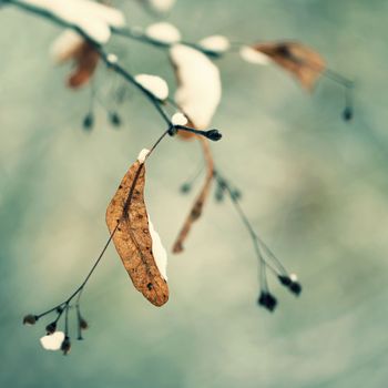 Winter landscape - frosty trees in the forest. Nature covered with snow. Beautiful seasonal natural background.