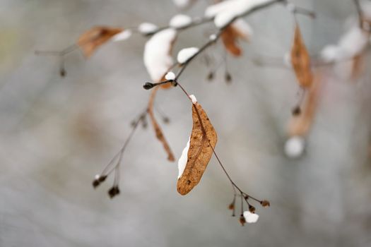 Winter landscape - frosty trees in the forest. Nature covered with snow. Beautiful seasonal natural background.