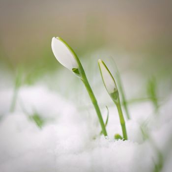 Spring background with flowers. The first spring flowers - snowdrops in the grass.  (Amaryllidaceae - Galanthus nivalis)