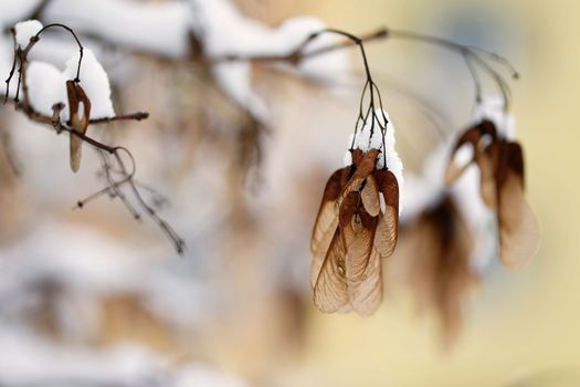 Winter landscape - frosty trees in the forest. Nature covered with snow. Beautiful seasonal natural background.