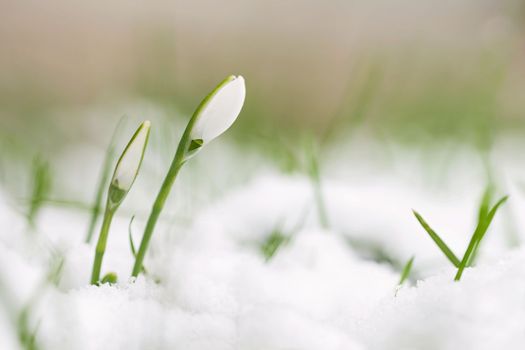 Spring background with flowers. The first spring flowers - snowdrops in the grass.  (Amaryllidaceae - Galanthus nivalis)