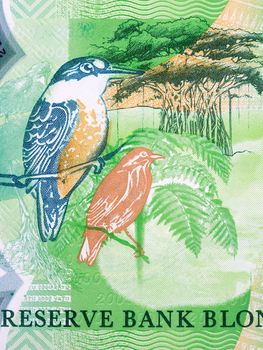 Birds and trees from Vanuatu money - vatu