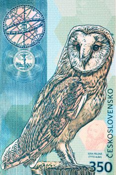Barn owl a closeup portrait from money