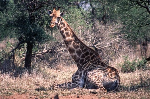 Giraffe (Giraffa camelopardalis), Kruger National Park, Mpumalanga, South Africa