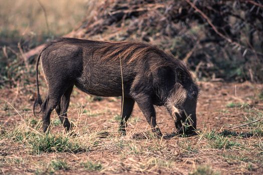 Warthog (Phacochoerus aethiopicus), Kruger National Park, Mpumalanga, South Africa