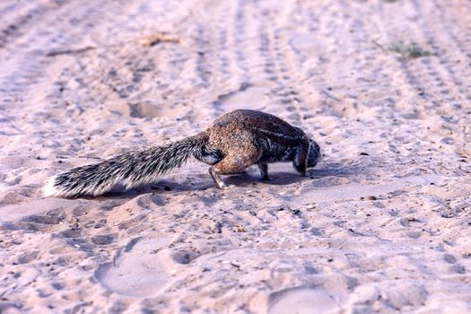 Ground Squirrel (Xerus inauris), Kutse Game Reserve, Kweneng, Botswana, Africa