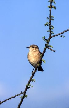Willow Warbler (Phylloscopus trochilus), Central Kalahari Game Reserve, Ghanzi, Botswana, Africa