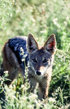 Black Backed Jakal (Canis mesomelas), Central Kalahari Game Reserve, Ghanzi, Botswana, Africa