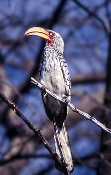 Southern Yellowbilled Hornbill (Tockus flavirostris), Central Kalahari Game Reserve, Ghanzi, Botswana, Africa