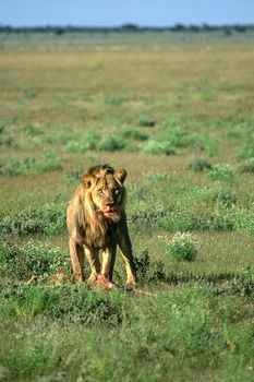 Lion (Panthera leo), Central Kalahari Game Reserve, Ghanzi, Botswana, Africa