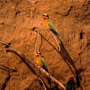 Whitefronted Bee-eater (Merops bullockoides), Selous Game Reserve, Morogoro, Tanzania, Africa