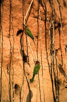 Whitefronted Bee-eater (Merops bullockoides), Selous Game Reserve, Morogoro, Tanzania, Africa