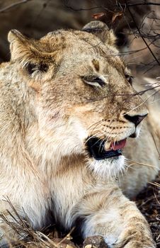 Lion, (Panthera leo), Kruger National Park, Mpumalanga, South Africa, Africa