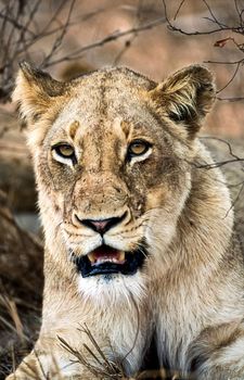 Lion, (Panthera leo), Kruger National Park, Mpumalanga, South Africa, Africa