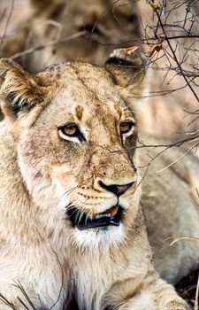 Lion, (Panthera leo), Kruger National Park, Mpumalanga, South Africa, Africa