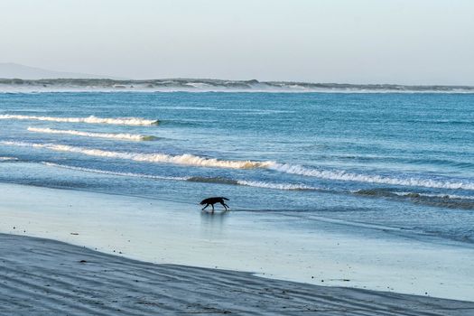 A dog running on the beach in Struisbaai, in the Western Cape Province at sunset