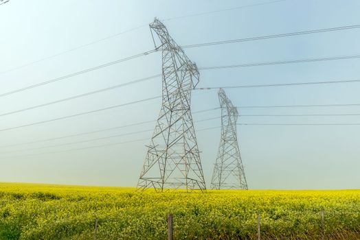 A power transmission route, in a yellow canola field in fog along Malanshoogte Road near Durbanville in the Western Cape Province. Two delta type pylons are visible