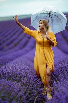 A middle-aged woman in a lavender field walks under an umbrella on a rainy day and enjoys aromatherapy. Aromatherapy concept, lavender oil, photo session in lavender.