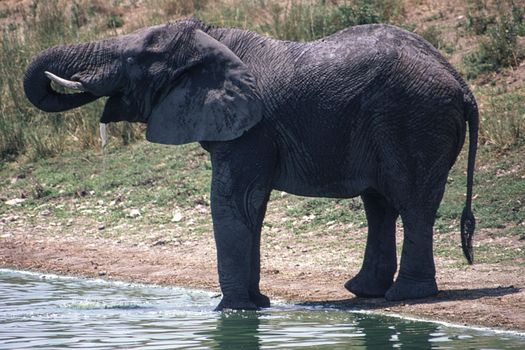 Elephant (Loxodonta africana), Kruger National Park, Mpumalanga, South Africa