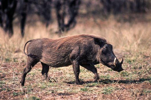 Warthog (Phacochoerus aethiopicus), Kruger National Park, Mpumalanga, South Africa