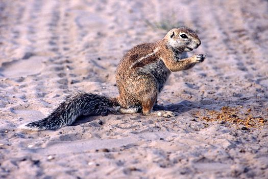 Ground Squirrel (Xerus inauris), Kutse Game Reserve, Kweneng, Botswana, Africa