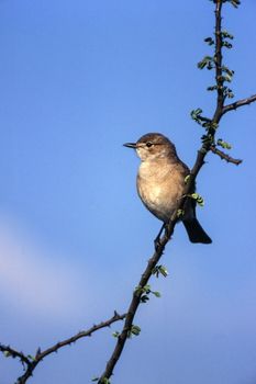 Willow Warbler (Phylloscopus trochilus), Central Kalahari Game Reserve, Ghanzi, Botswana, Africa