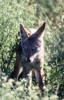 Black Backed Jakal (Canis mesomelas), Central Kalahari Game Reserve, Ghanzi, Botswana, Africa