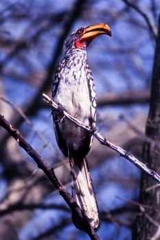 Southern Yellowbilled Hornbill (Tockus flavirostris), Central Kalahari Game Reserve, Ghanzi, Botswana, Africa