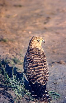 Greater Kestrel (Falco rupicoloides), Central Kalahari Game Reserve, Ghanzi, Botswana, Africa