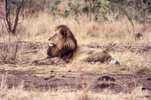 Lion (Panthera leo), Kruger National Park, Mpumalanga, South Africa