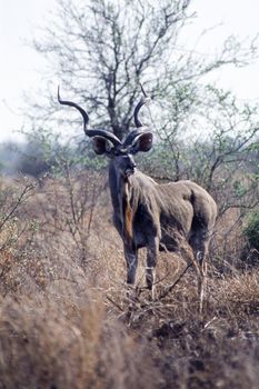 Kudu (Tragelaphus strepsiceros), Kruger National Park, Mpumalanga, South Africa