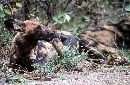 Wild Dog (Licaon pictus), Kruger National Park, Mpumalanga, South Africa
