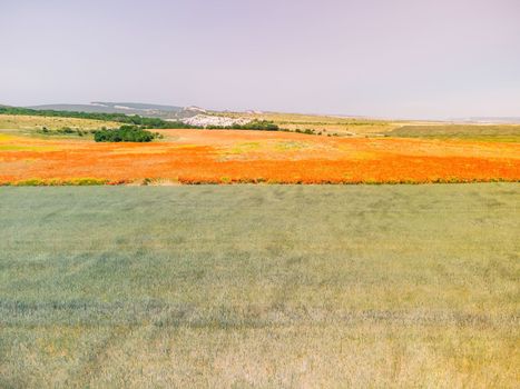 Green wheat field in countryside, close up. Field of wheat blowing in the wind at sunny spring day. Young and green Spikelets. Ears of barley crop in nature. Agronomy, industry and food production