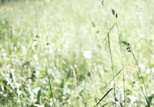 flowering ears of weeds. natural lawn in the bright sun. natural summer background with green grass