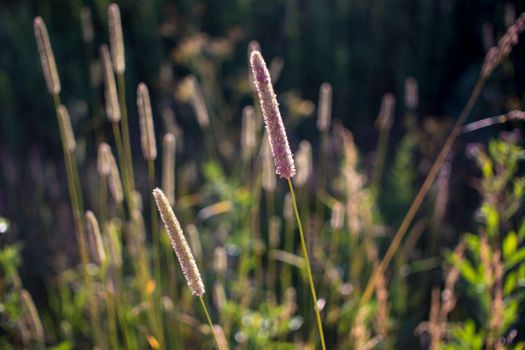 Flowers of plantain in early morning sun. Seeds In Bokeh. High quality photo