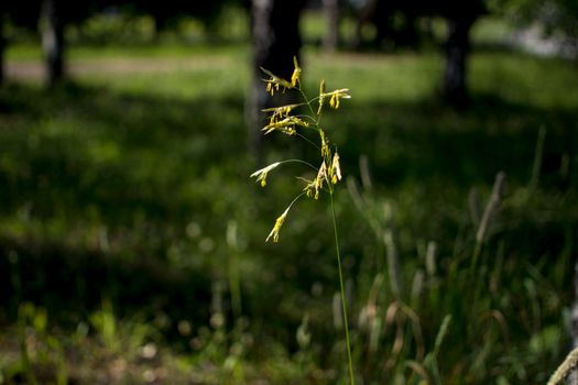 Nature background. Grass in the sunlight close-up. Green grass close-up against the setting sun. Nature in the morning.Macro grass with bokeh. High quality photo