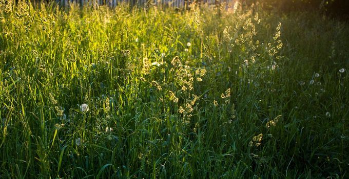 flowering ears of weeds. natural lawn in the bright sun. natural summer background with green grass