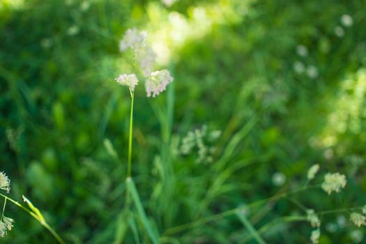 flowering ears of weeds. natural lawn in the bright sun. natural summer background with green grass