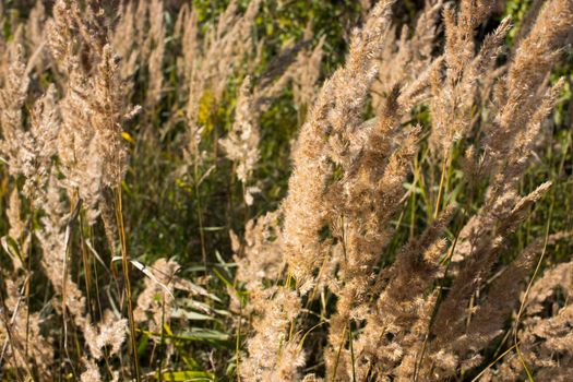 Fluffy Wild Flower Plants beautiful picture on your desktop where there is a summer landscape grass on the background of the forest.