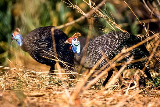 Helmeted Guineafowl, (Numida meleagris), Kruger National Park, Mpumalanga, South Africa, Africa