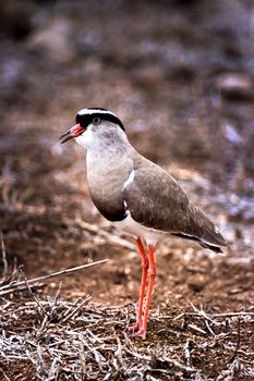 Crowned Plover, (Vanellus coronatus), Kruger National Park, Mpumalanga, South Africa, Africa
