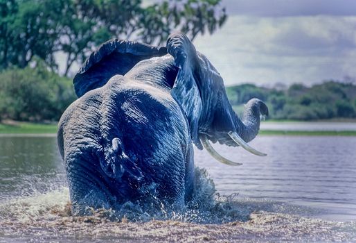 Elephant (Loxodonta africana), Selous Game Reserve, Morogoro, Tanzania, Africa