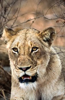 Lion, (Panthera leo), Kruger National Park, Mpumalanga, South Africa, Africa