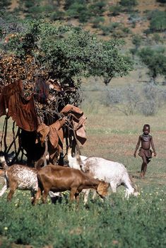 May 15, 2005. unidentified Himba boy with a herd of goats. Epupa Falls, Kaokoland or Kunene Province, Namibia, Africa